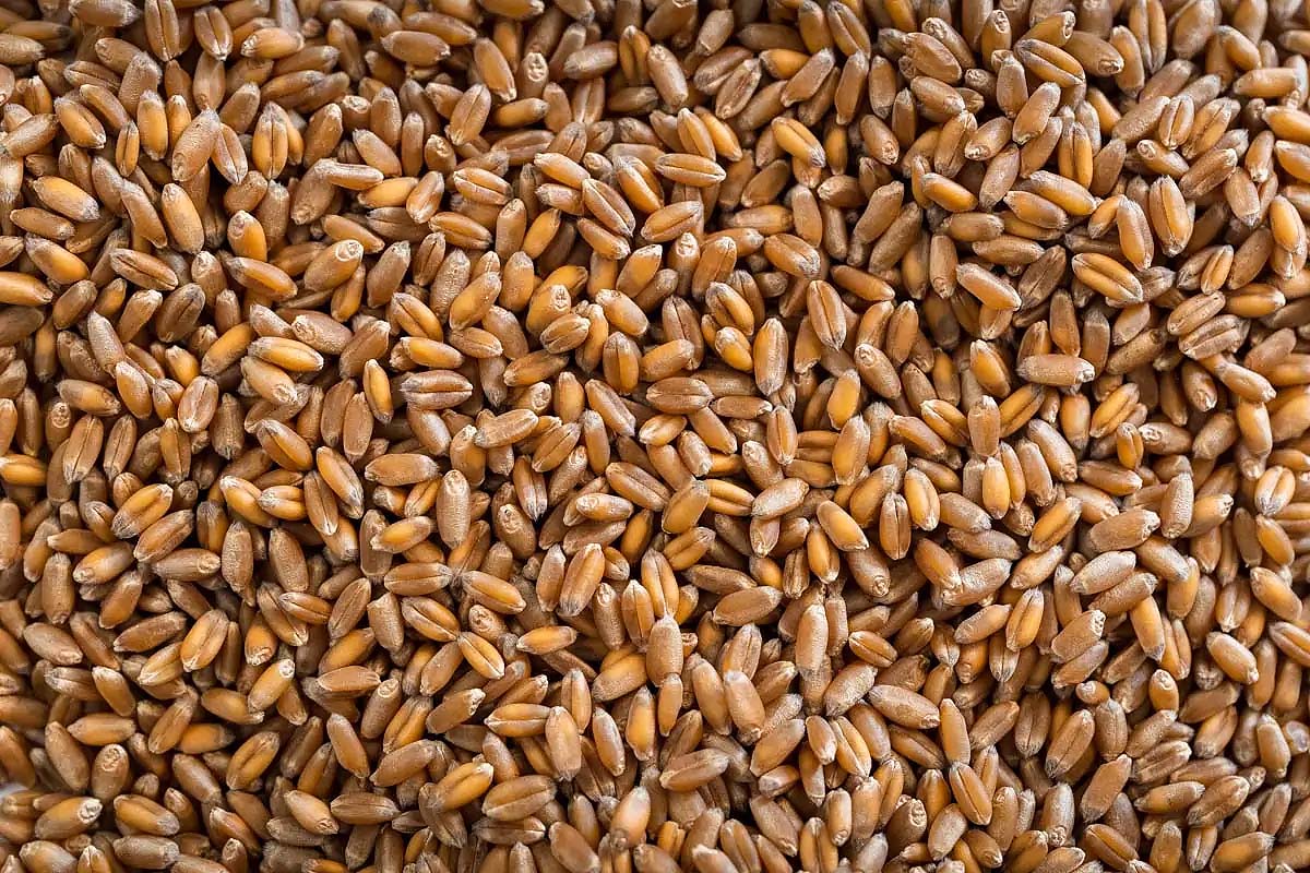Premium cereals and grains